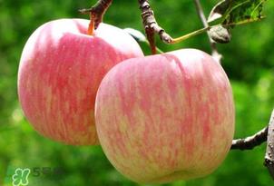 苹果裂口怎么回事?苹果裂口能不能吃? 苹果裂口怎么回事?苹果裂口能不能吃?