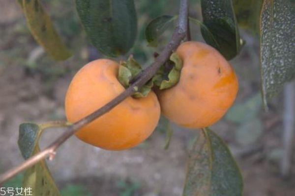 如何辨别柿子是否成熟 柿子和香蕉不能同吃 如何辨别柿子是否成熟 柿子和香蕉不能同吃