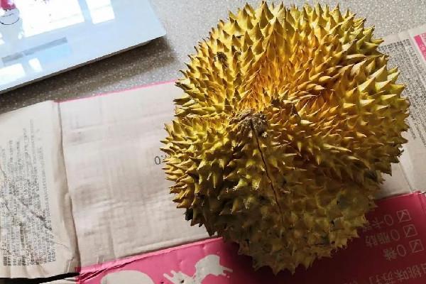 榴莲吃多了上火吗 榴莲吃多少量合适 榴莲吃多了上火吗 榴莲吃多少量合适