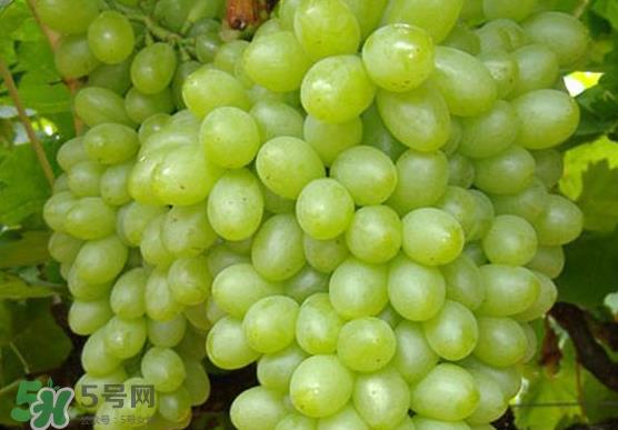 青提是转基因吗？青提怎么挑？