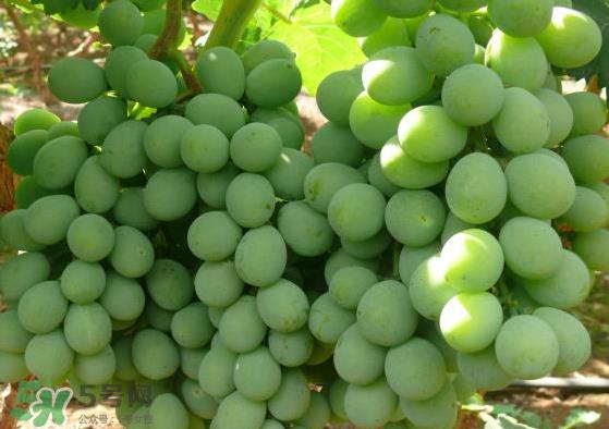 青提是转基因吗？青提怎么挑？