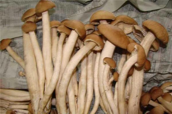 茶树菇吃多了会上火吗 很少出现 茶树菇吃多了会上火吗 很少出现