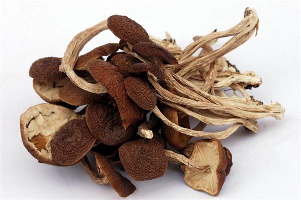 茶树菇吃多了会上火吗 很少出现 茶树菇吃多了会上火吗 很少出现