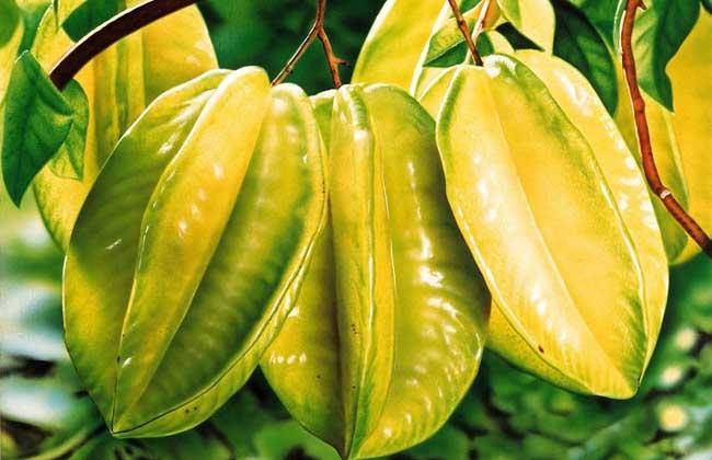 杨桃可以空腹吃吗 什么时候吃杨桃比较适合呢 杨桃可以空腹吃吗 什么时候吃杨桃比较适合呢