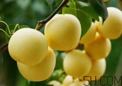 ​雪梨可以放冰箱吗？雪梨怎么保存？