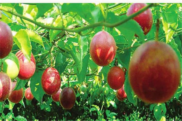 百香果是鸡蛋果吗 百香果是热带水果吗 百香果是鸡蛋果吗 百香果是热带水果吗