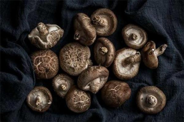 冬菇是什么 冬菇是发物吗 冬菇是什么 冬菇是发物吗