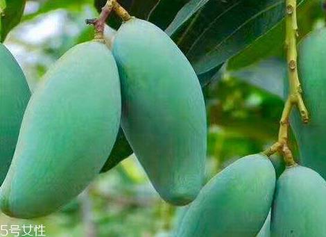 桂七芒果亩产量多少 芒果种植的最佳季节 桂七芒果亩产量多少 芒果种植的最佳季节