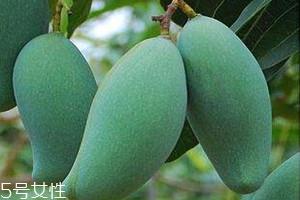 桂七芒果亩产量多少 芒果种植的最佳季节 桂七芒果亩产量多少 芒果种植的最佳季节