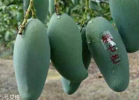 桂七芒果亩产量多少 芒果种植的最佳季节 桂七芒果亩产量多少 芒果种植的最佳季节