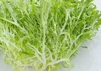 苦菊能和虾一起吃吗?苦菊可以和虾一起吃吗 苦菊能和虾一起吃吗?苦菊可以和虾一起吃吗