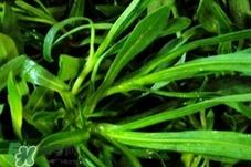 面条菜是清明草吗?面条菜是清明菜吗? 面条菜是清明草吗?面条菜是清明菜吗?