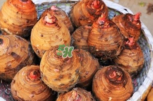 香芋是酸性还是碱性?香芋是凉性还是热性? 香芋是酸性还是碱性?香芋是凉性还是热性?