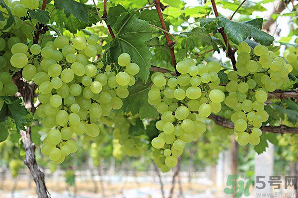 吃提子有什么好处?提子的功效与作用 吃提子有什么好处?提子的功效与作用