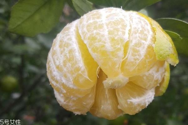 皇帝柑怎么保存 皇帝柑可以放冰箱吗 皇帝柑怎么保存 皇帝柑可以放冰箱吗