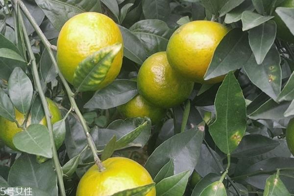皇帝柑怎么保存 皇帝柑可以放冰箱吗 皇帝柑怎么保存 皇帝柑可以放冰箱吗