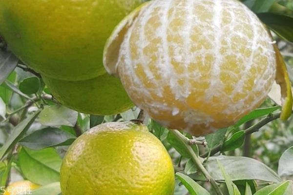 皇帝柑怎么保存 皇帝柑可以放冰箱吗 皇帝柑怎么保存 皇帝柑可以放冰箱吗