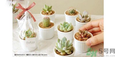 ​什么是多肉蛋糕？多肉蛋糕怎么做？