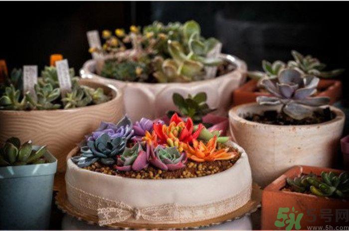 什么是多肉蛋糕?多肉蛋糕怎么做? 什么是多肉蛋糕?多肉蛋糕怎么做?