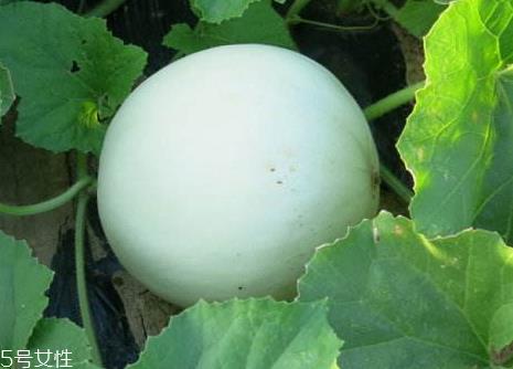 网纹瓜和哈密瓜区别 网纹瓜是哈密瓜吗 网纹瓜和哈密瓜区别 网纹瓜是哈密瓜吗