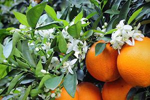 伦晚脐橙的营养价值 伦晚脐橙的功效作用 伦晚脐橙的营养价值 伦晚脐橙的功效作用