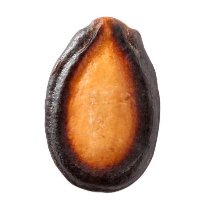 西瓜子是西瓜的子吗?西瓜子怎么种的 西瓜子是西瓜的子吗?西瓜子怎么种的