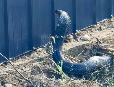 ​2.5米眼镜王蛇闹市现身！70斤巨蟒藏防空洞！消防员生死较量！