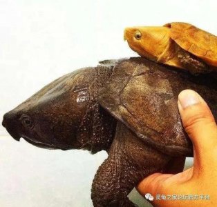 ​国龟魅力  鹰嘴龟