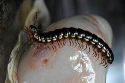 ​家里出现百脚虫是怎么回事？家里经常出现百脚虫的原因一二！