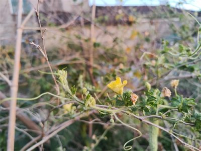 ​佛教故事：锁骨菩萨