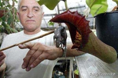 ​我叫猪笼草，是比较罕见的“食肉植物”，家里的蚊子我包了