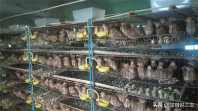 ​养一万只鹌鹑一年能有多少收入