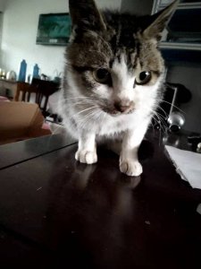 ​成语趣解:举例说明什么是“易子相食”？