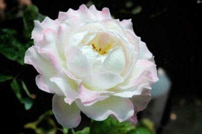 ​月季六翼天使——淡淡的白中透着粉，奶油般的质地，仙气十足