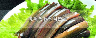 ​泥鳅为什么叫堕龙王 龙被当泥鳅