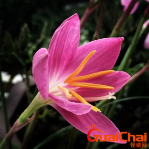 ​什么是韭菜莲   象征着韭菜莲的寓意