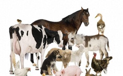 ​奇迹般快速！揭秘动物繁殖秘密