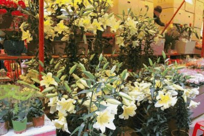 ​请收好这份深圳2019新年迎春花市攻略！