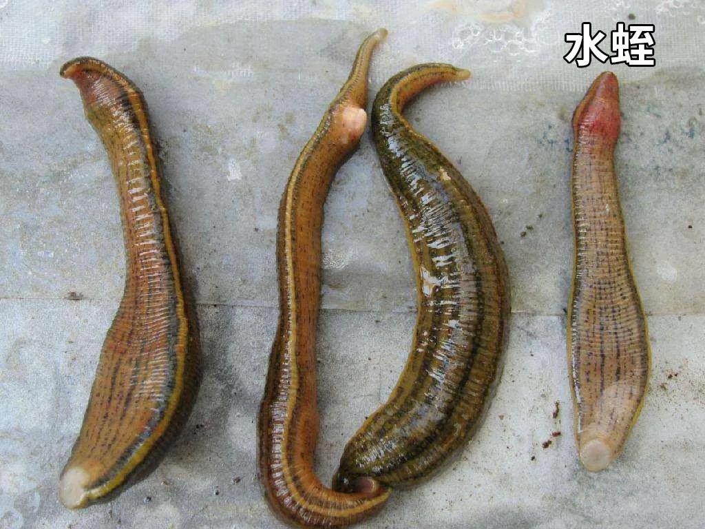 水蛭素的功效与作用（其实水蛭还是我国传统的药材）