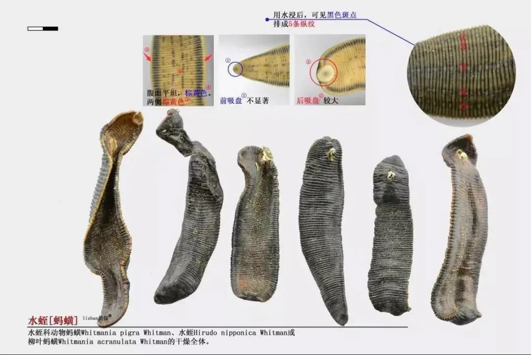 水蛭素的功效与作用（其实水蛭还是我国传统的药材）