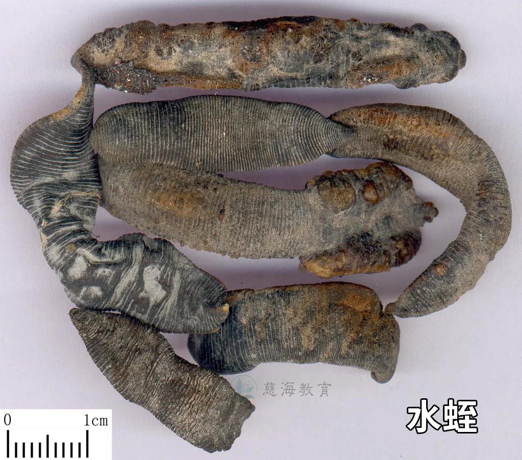 水蛭素的功效与作用（其实水蛭还是我国传统的药材）