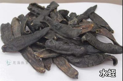 ​水蛭素的功效与作用（其实水蛭还是我国传统的药材）