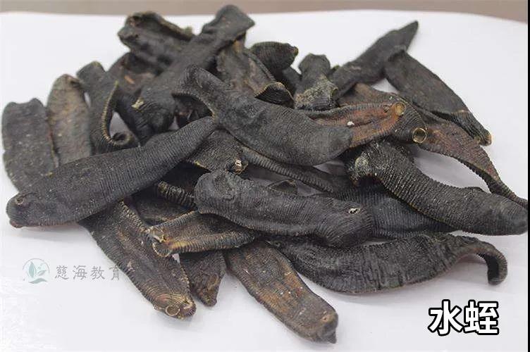 水蛭素的功效与作用（其实水蛭还是我国传统的药材）