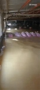 ​猪会游泳吗?？猪会游泳吗百度百科