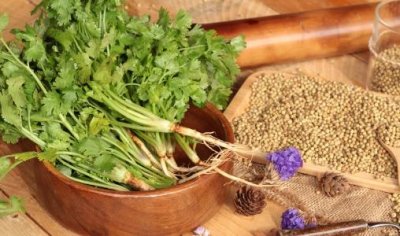 ​香菜降压开胃浑身是宝 常吃香菜的好处大全