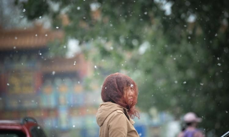 柳絮从树上飘落下来改为比喻句