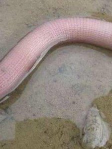 ​沙虫是什么(沙虫是什么样子的图片)