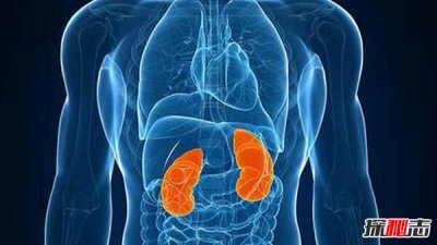 ​男人吃什么补身体?男人养肾最佳10食物