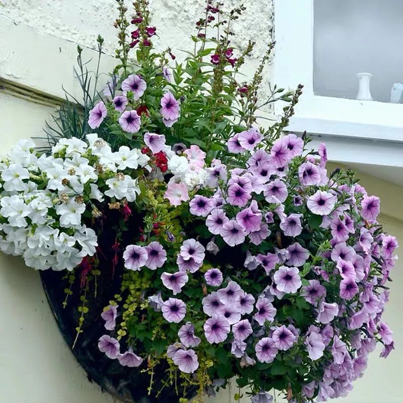 矮牵牛耐寒多少度(注意这5件事安全越冬没问题)