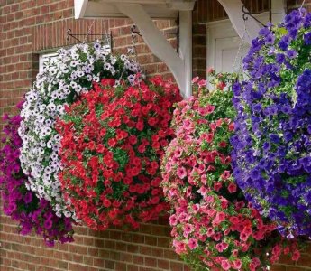 ​矮牵牛耐寒多少度（注意这5件事安全越冬没问题）